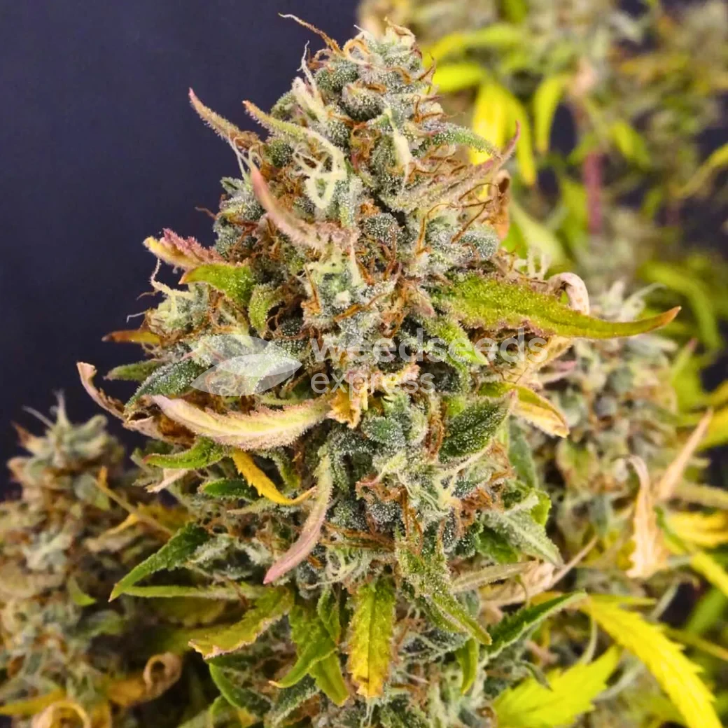Afghani Auto by WeedSeedsExpress grown by smoking_hills9